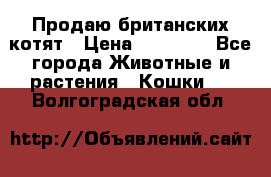 Продаю британских котят › Цена ­ 30 000 - Все города Животные и растения » Кошки   . Волгоградская обл.